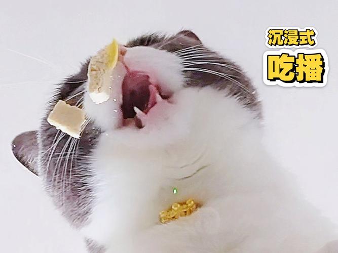 小猫多久张开眼睛能开始自己吃饭