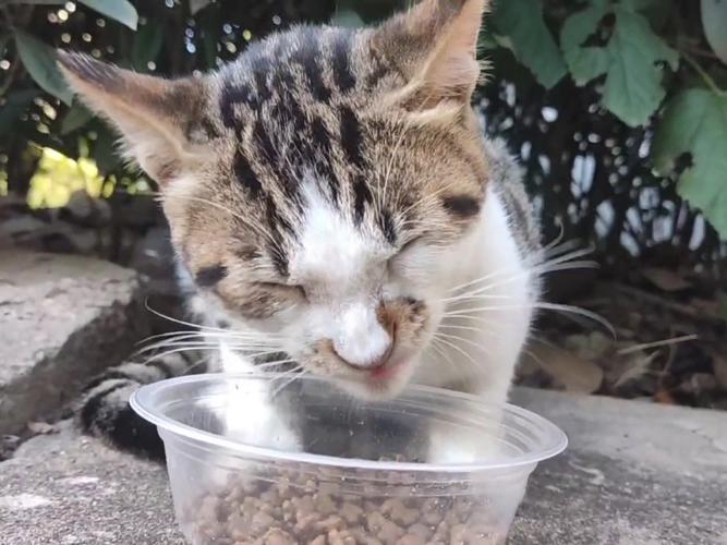 小猫仔多久睁开眼睛会走