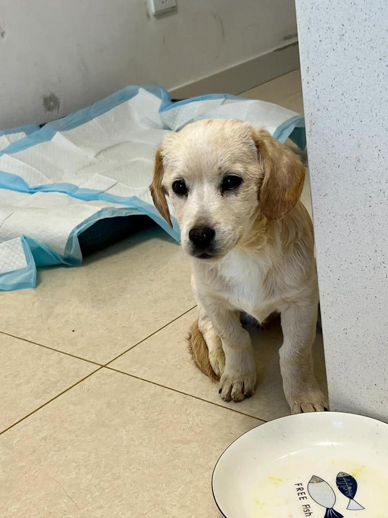 狗狗细小一般几天能痊愈。?