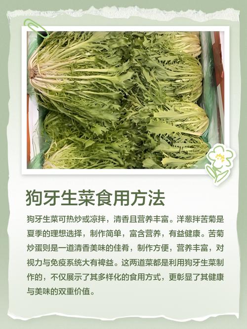 狗狗为什么吃生蔬菜