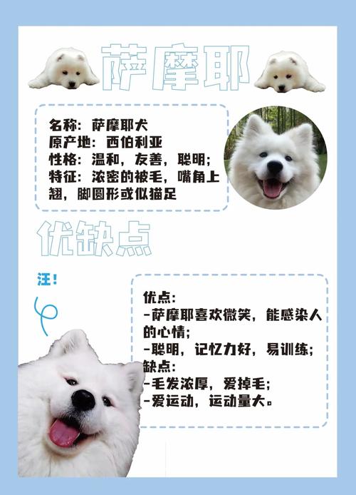 萨摩耶刚到家怎么养