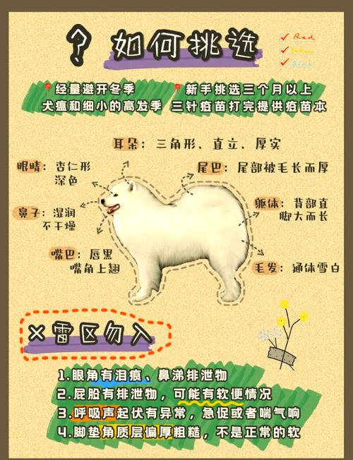 夏天怎么养好萨摩耶狗?