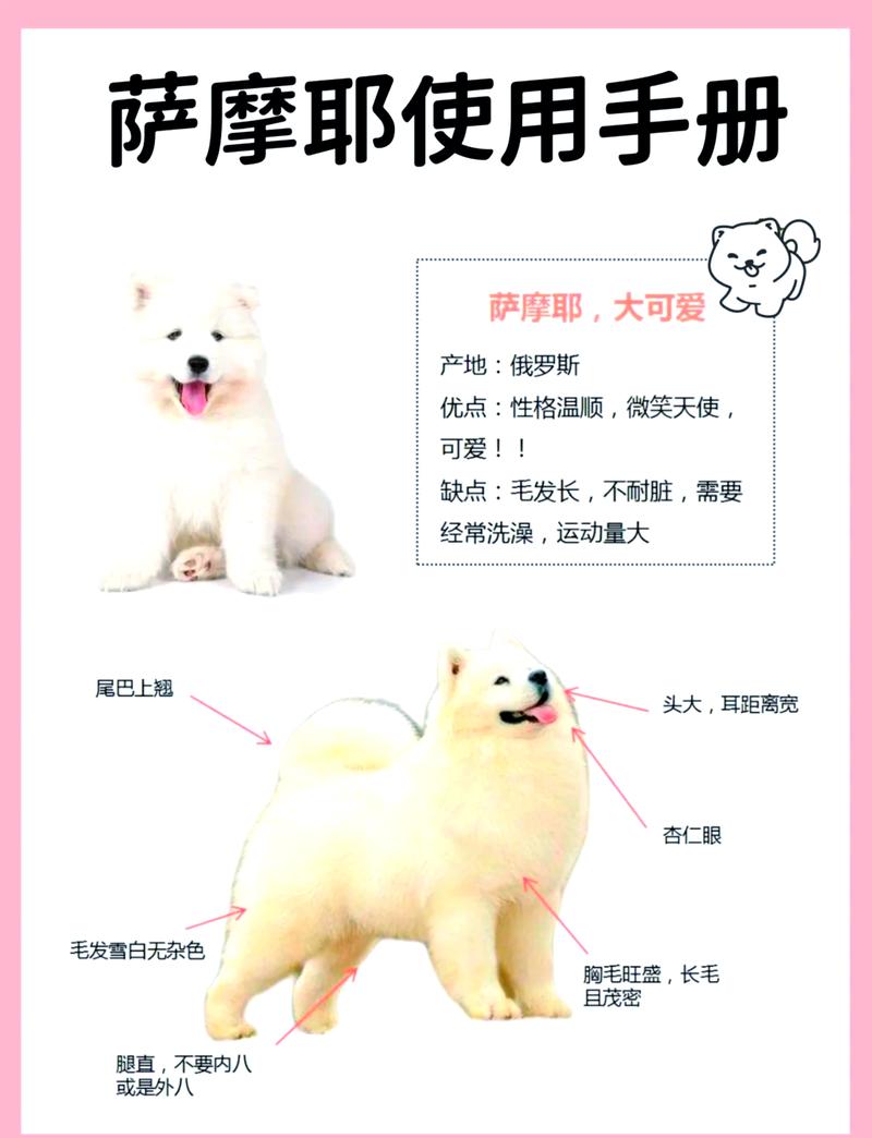 请问萨摩耶犬应该怎么养才是正确的