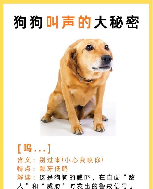 为什么狗狗老对我吠叫