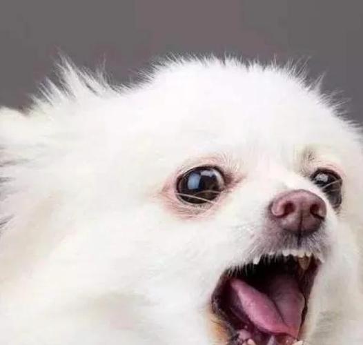 狗狗为什么会无缘无故吠叫?