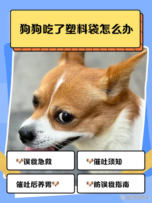狗狗吃了塑料包装袋卡住了怎么办?