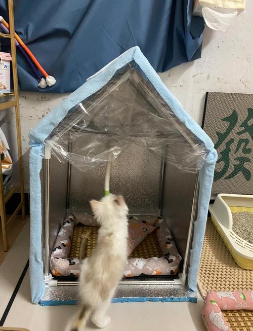 小猫咪能吹空调吗