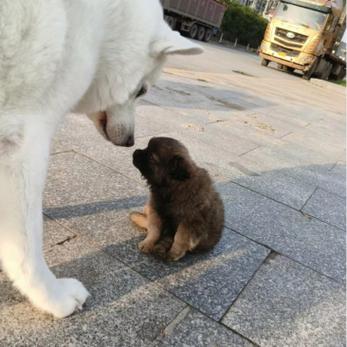 狗狗多大可以出去溜