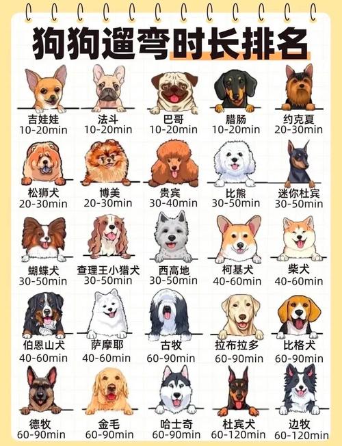 比熊多大可以出去溜