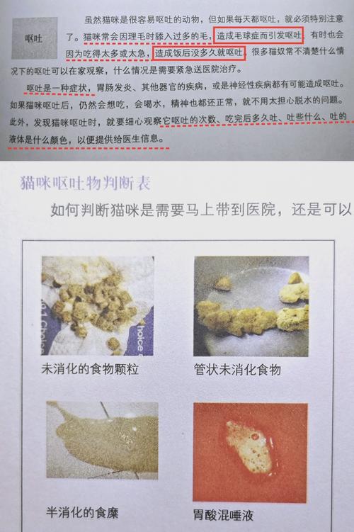 猫咪吃完猫粮呕吐是怎么回事