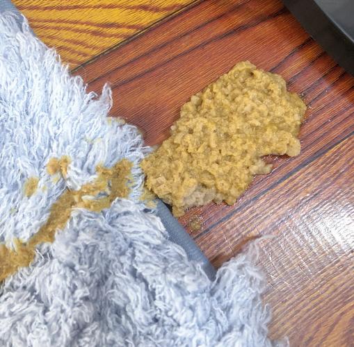 猫刚吃完猫粮就吐了