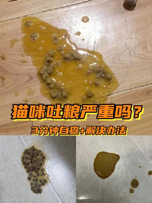 猫吃猫粮吐了怎么回事