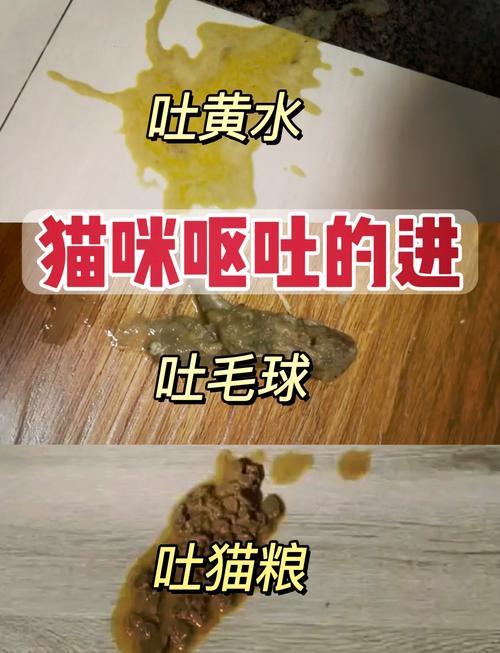 猫咪吃完猫粮就吐