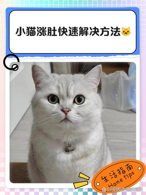 猫咪涨肚最快解决办法