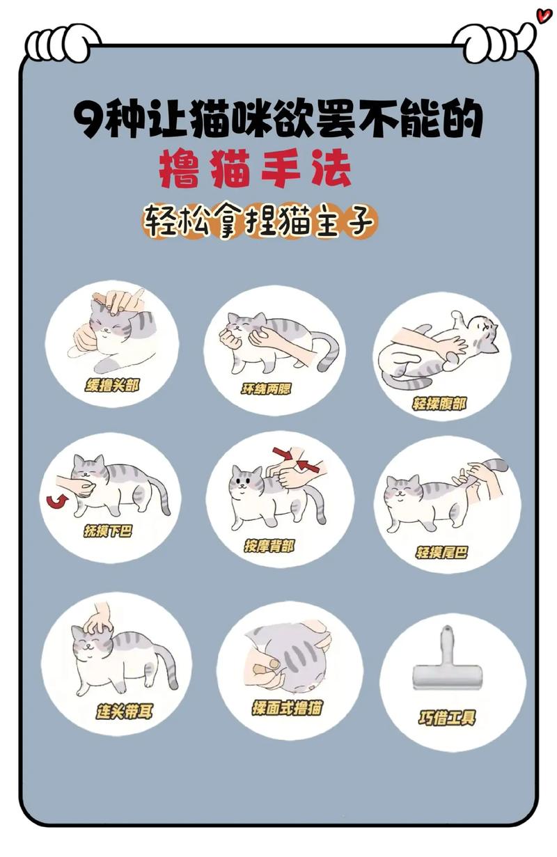 怎么训练猫握手