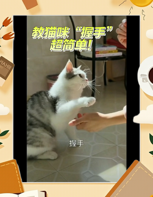 如何训练小猫握手?