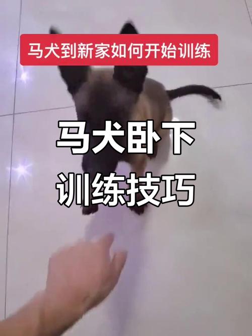 土狗怎么训练坐卧