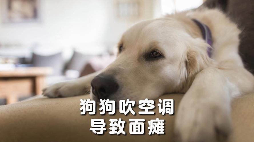 狗狗夏天需要吹风扇吗