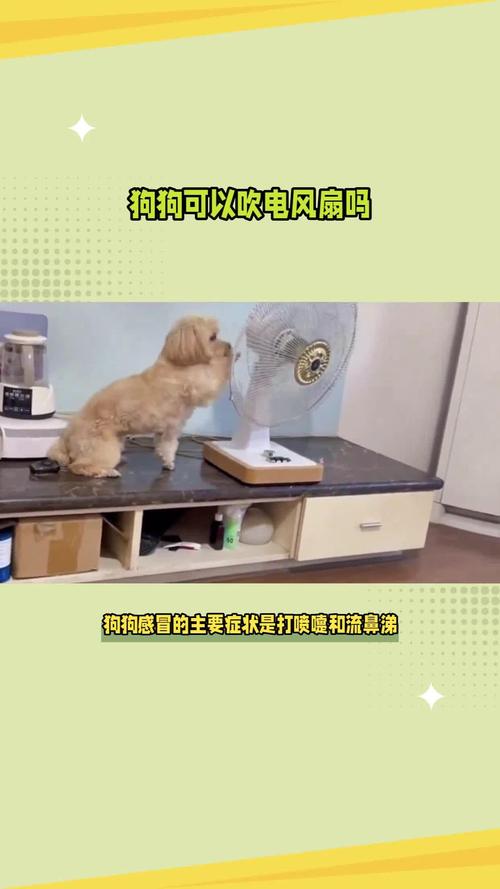 夏天给狗狗吹风扇有用吗