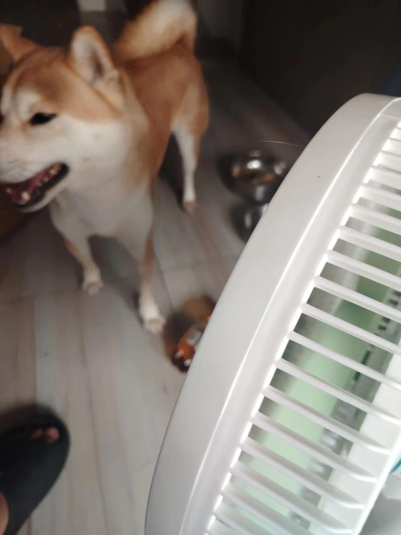 狗狗吹一晚上风扇会怎样呢