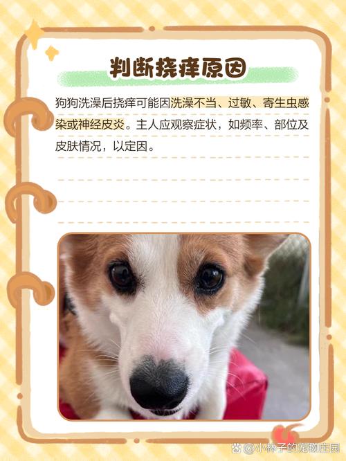 狗狗洗澡后身上痒一直挠什么原因