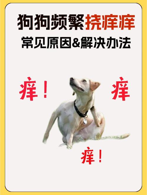 狗狗每次洗完澡就身上痒是怎么回事?