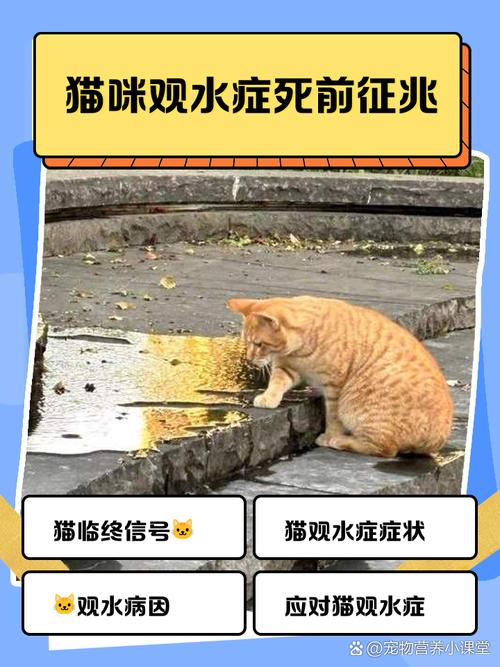 猫的观水症后能活多久