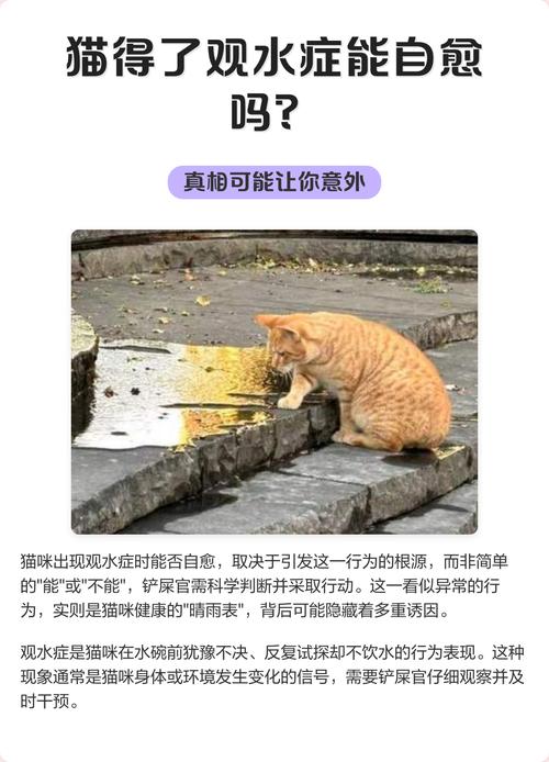猫出现观水症还能活几天