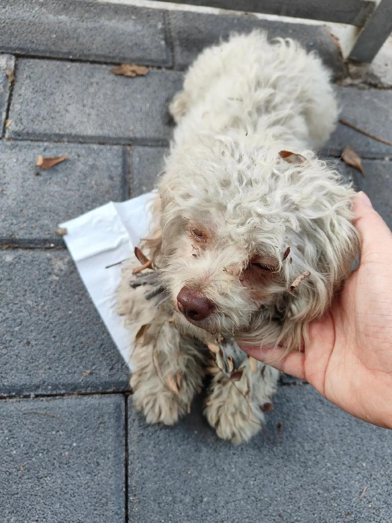 捡到一只流浪狗,应该怎么处理?