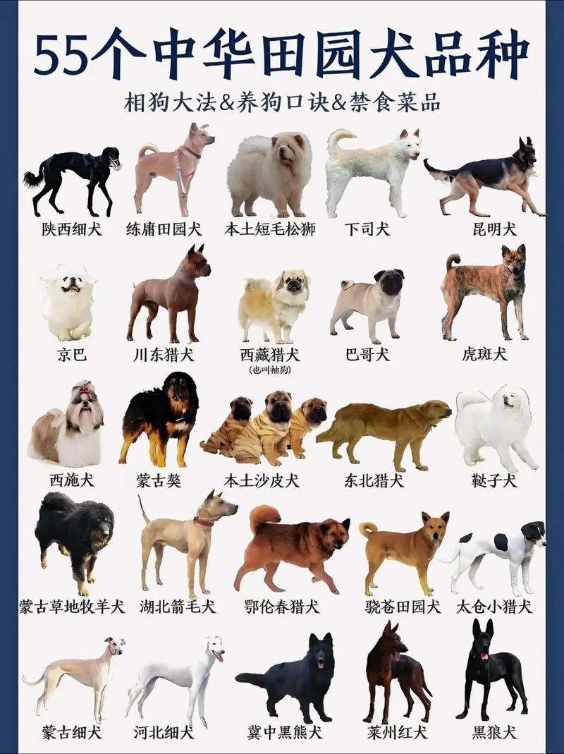 生活中常见的八个狗狗品种(小体型犬)
