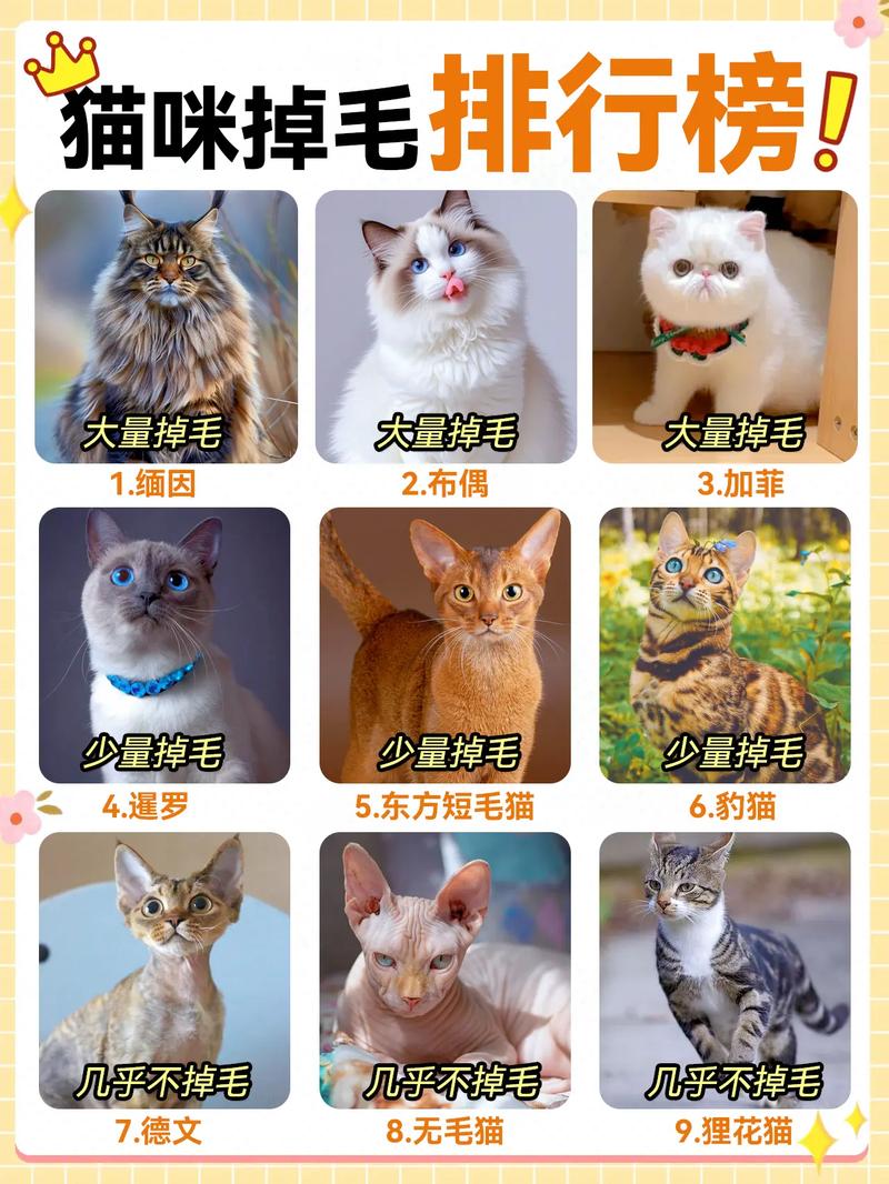 怎么让猫不掉毛