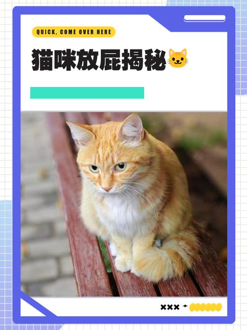 你还不知道猫咪会放屁吗?威力能把人熏晕