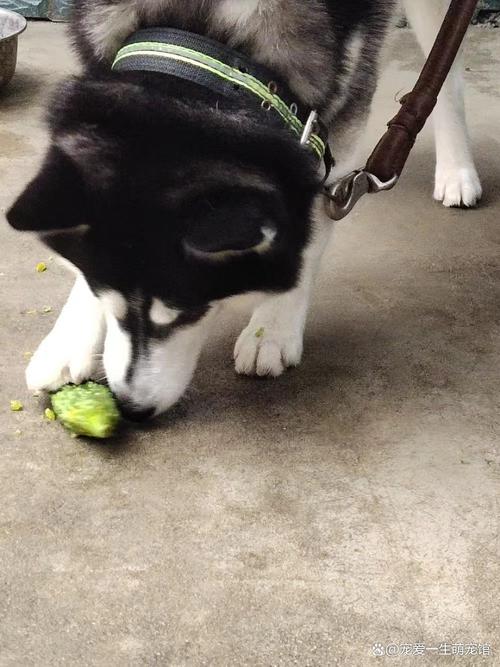 狗狗为什么吃生苦瓜