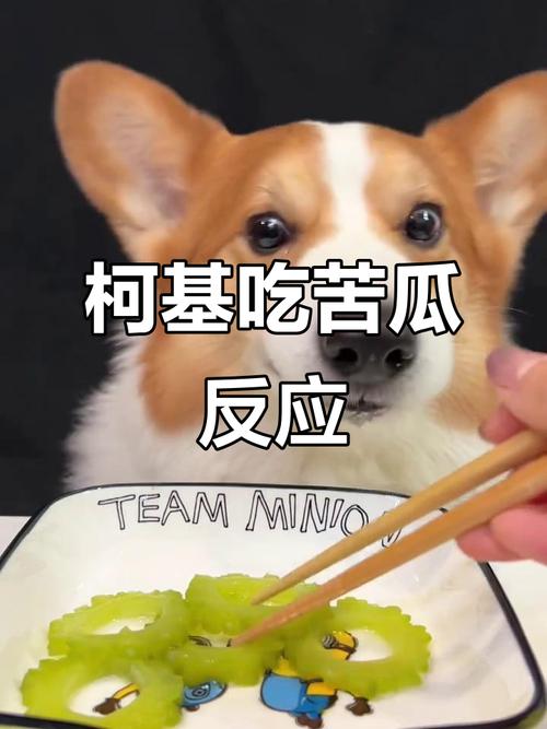 狗狗能不能吃苦瓜