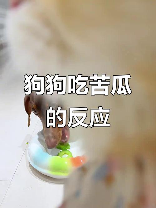 狗狗可以吃苦瓜吗