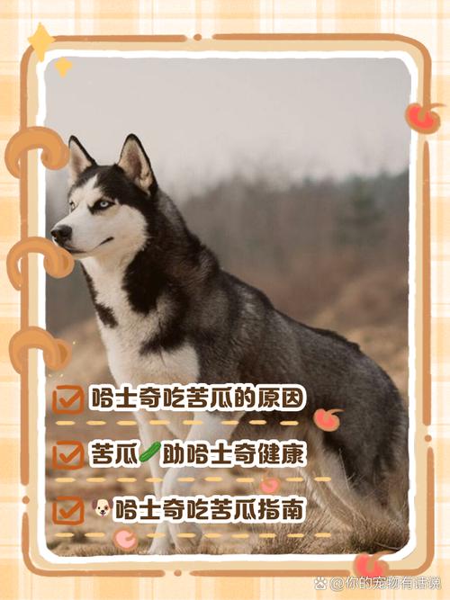 狗狗能吃苦瓜吗