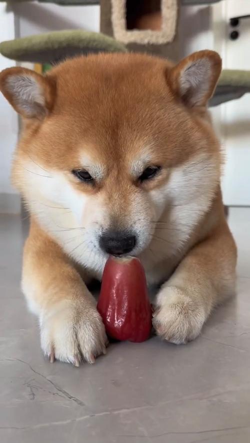 狗狗能吃莲雾吗