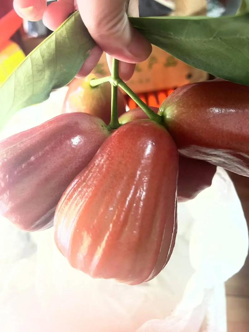 狗狗能不能吃莲雾呢