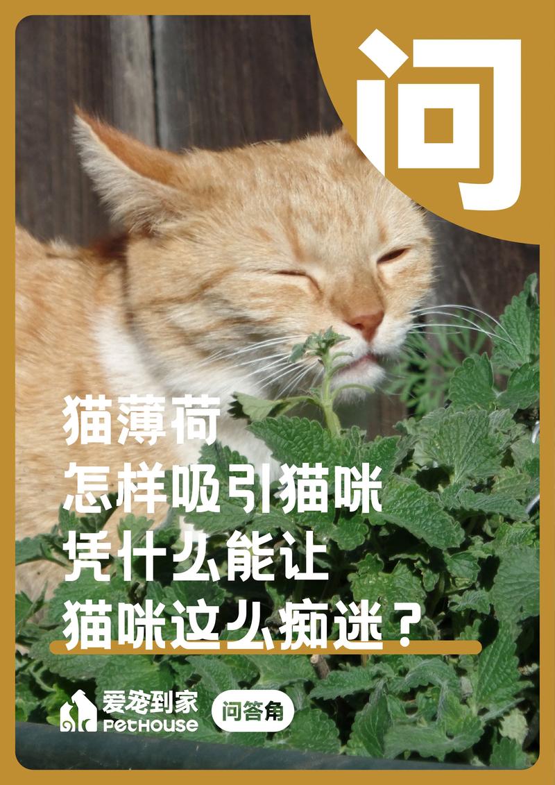 猫为什么不吸猫薄荷