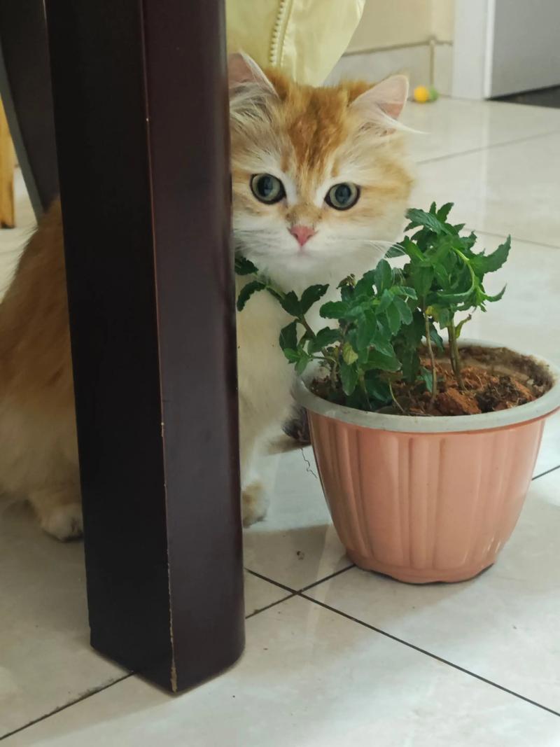 我家猫不喜欢猫薄荷怎么办