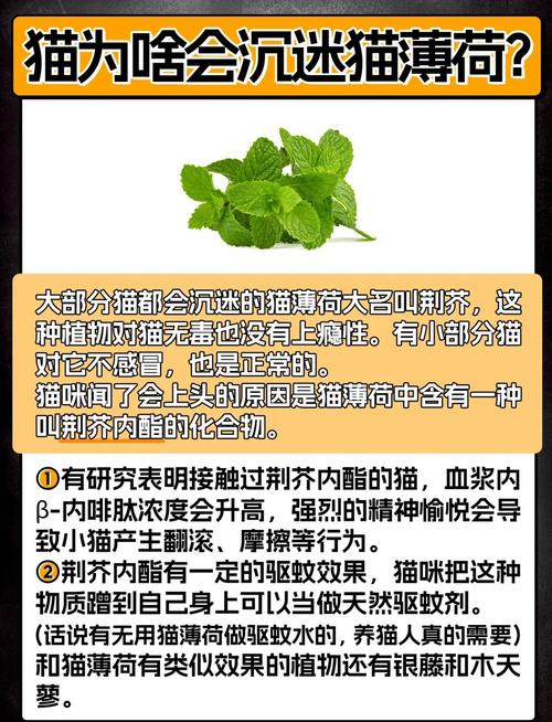 为什么有些猫咪喜欢猫薄荷,但是有些猫咪不太喜欢猫薄荷呢?