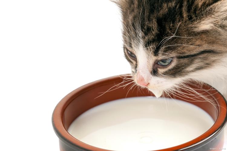 猫可以喝豆浆吗猫喝豆浆要注意什么