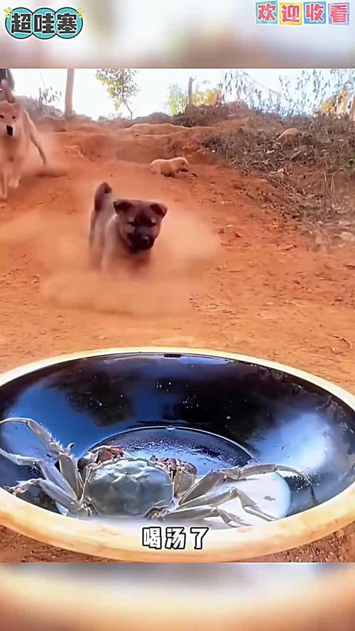狗狗吃螃蟹肉会怎么样呢?