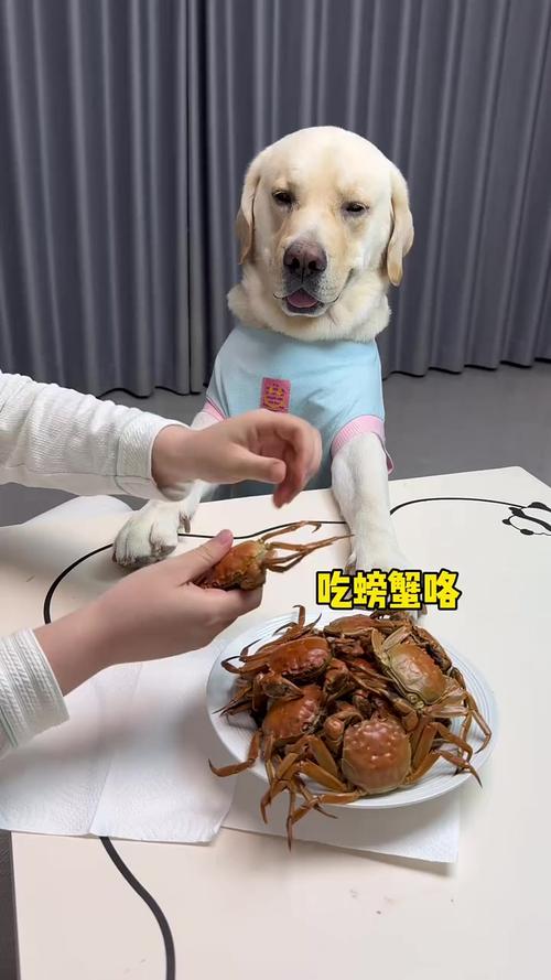 狗狗吃了螃蟹怎么补救