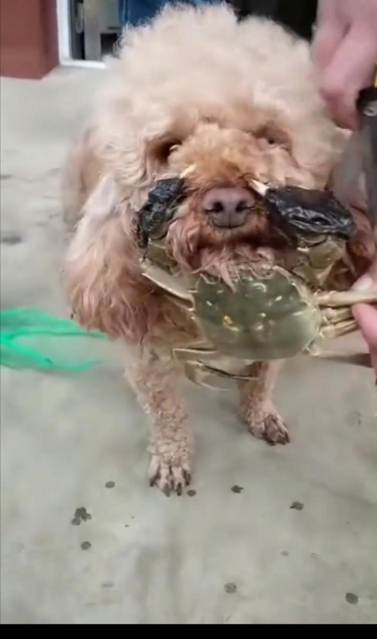 宠物狗能不能吃螃蟹啊?