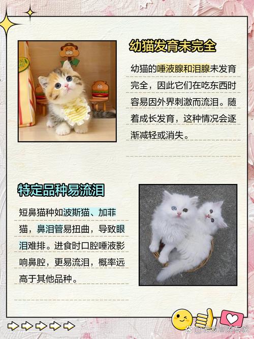 猫咪吃东西流眼泪