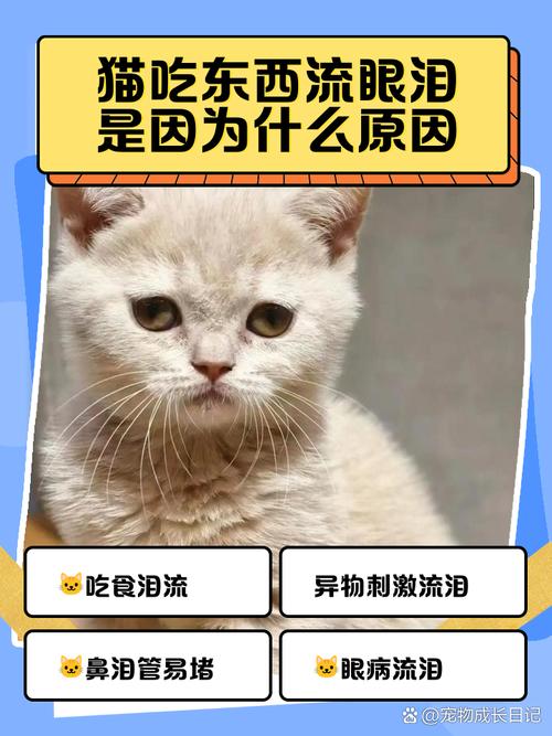 猫咪一边吃猫条一边哭