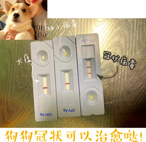 小狗狗得犬冠状病毒已经两天了,怎样才能知道已经好了