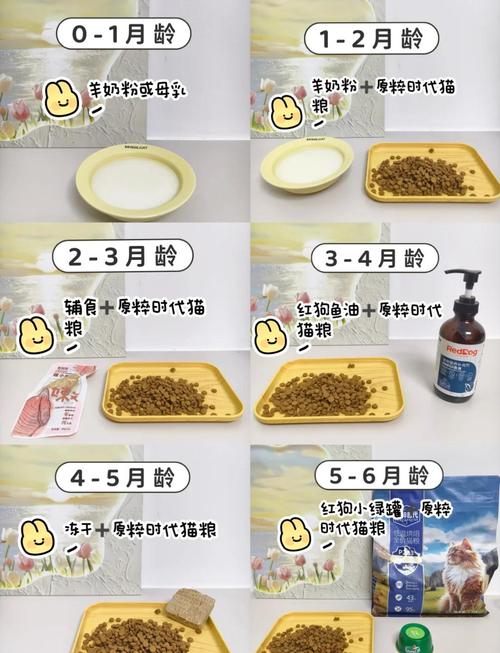 猫太瘦了怎么喂胖?