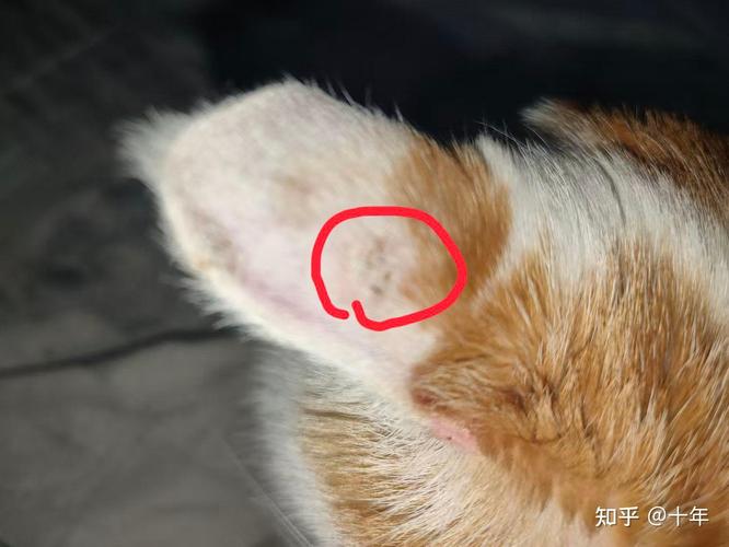 猫咪耳朵边上有一圈硬痂是怎么回事